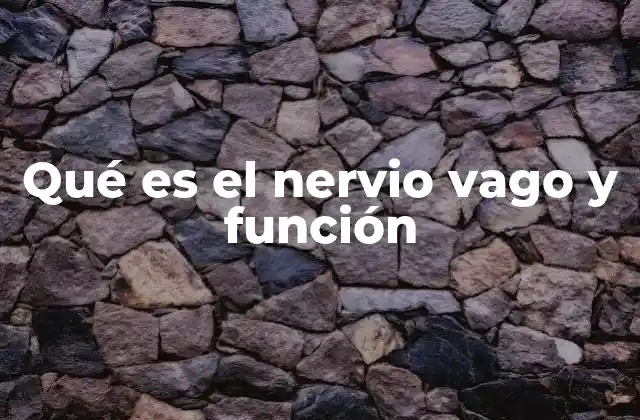 Qué es el Nervio Vago y Función