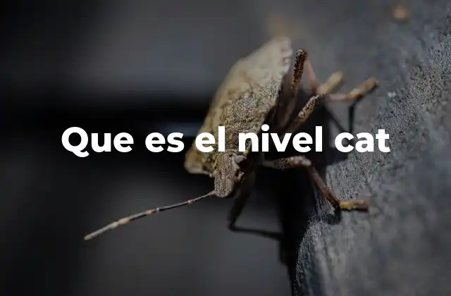 Que es el Nivel Cat 2 El proceso de selección universitario en la UBA