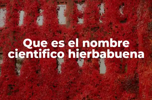 Origen y características de la hierbabuena