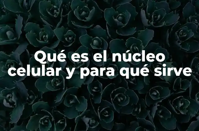 El núcleo como el cerebro de la célula