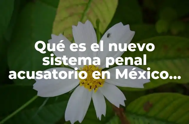 Qué es el Nuevo Sistema Penal Acusatorio en México 2013