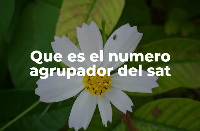 Que es el Numero Agrupador Del Sat