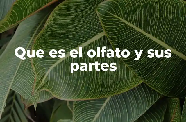 Estructura anatómica del sistema olfativo