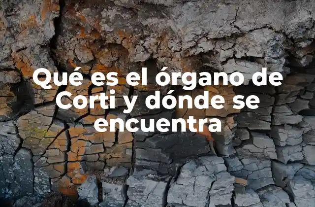 Qué es el Órgano de Corti y Dónde Se Encuentra