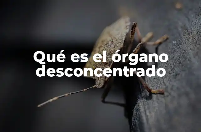 Qué es el Órgano Desconcentrado