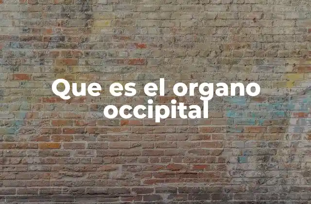 Que es el Organo Occipital