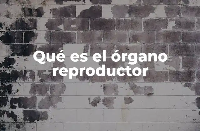 Qué es el Órgano Reproductor