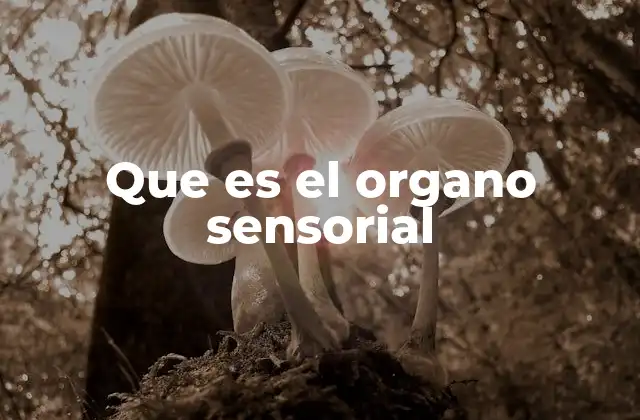 La importancia de los sistemas sensoriales en la vida cotidiana