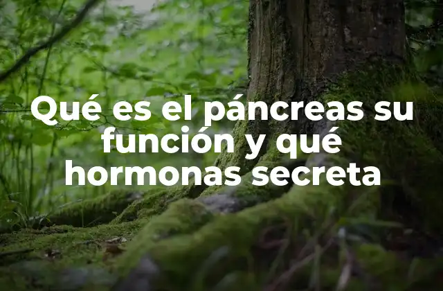 Qué es el Páncreas Su Función y Qué Hormonas Secreta