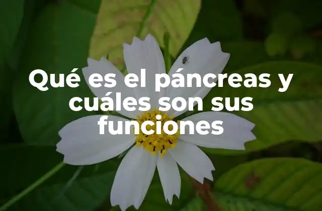 Qué es el Páncreas y Cuáles Son Sus Funciones