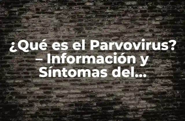 ¿qué es el Parvovirus? – Información y Síntomas Del Parvovirus