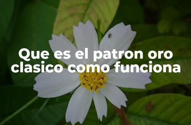 Que es el Patron Oro Clasico como Funciona