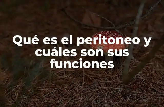 Qué es el Peritoneo y Cuáles Son Sus Funciones