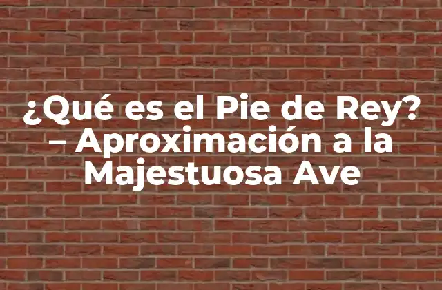 Características Físicas del Pie de Rey