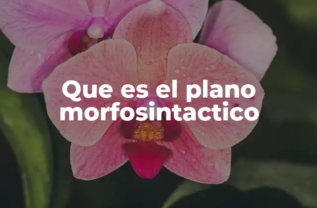 Que es el Plano Morfosintactico 2 La importancia de analizar la estructura de las oraciones