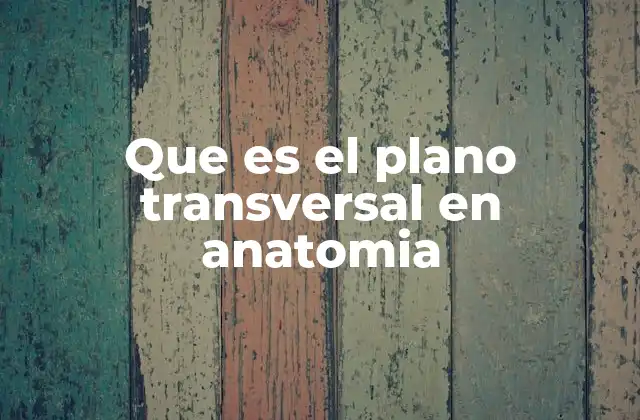 La importancia del plano transversal en la descripción anatómica