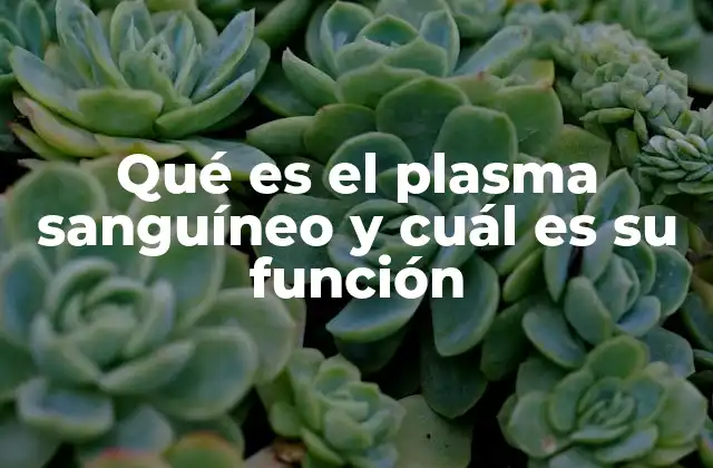 Qué es el Plasma Sanguíneo y Cuál es Su Función