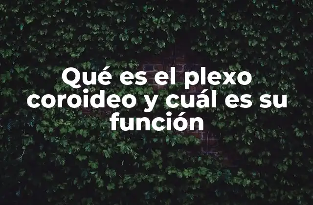 Qué es el Plexo Coroideo y Cuál es Su Función