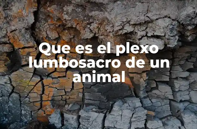 Que es el Plexo Lumbosacro de un Animal