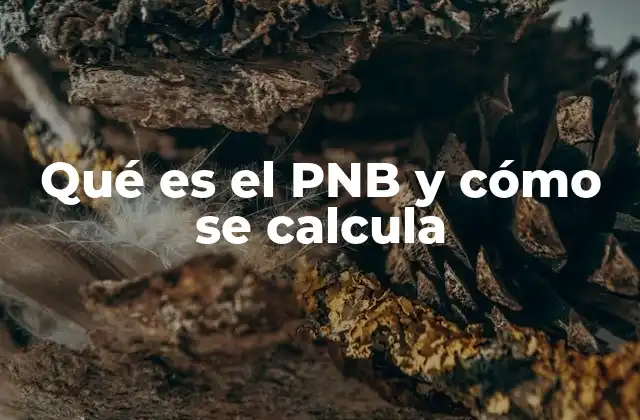 Qué es el Pnb y Cómo Se Calcula