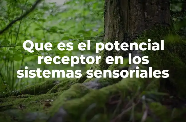 Que es el Potencial Receptor en los Sistemas Sensoriales