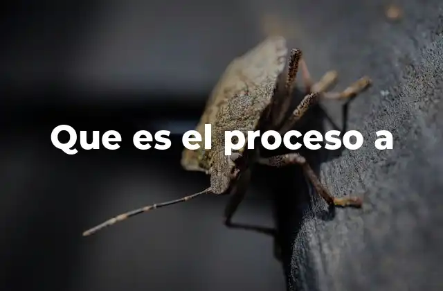 Que es el Proceso a