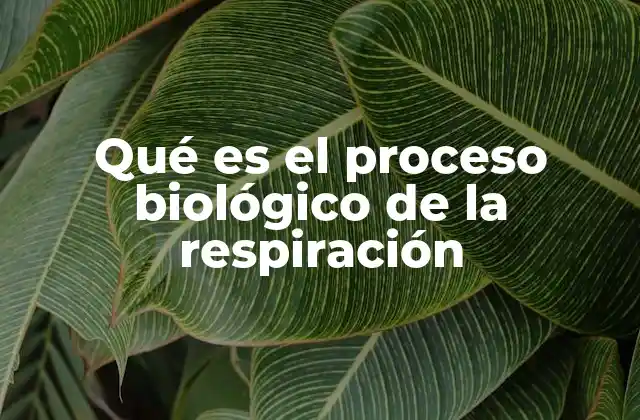 Qué es el Proceso Biológico de la Respiración