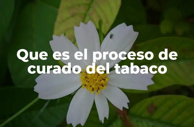 Que es el Proceso de Curado Del Tabaco
