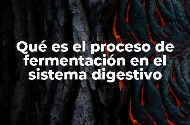 Qué es el Proceso de Fermentación en el Sistema Digestivo