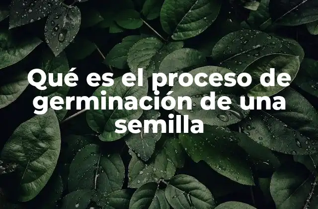Qué es el Proceso de Germinación de una Semilla