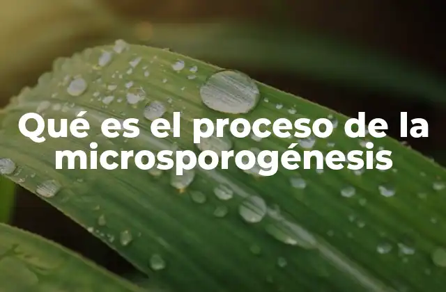 Qué es el Proceso de la Microsporogénesis