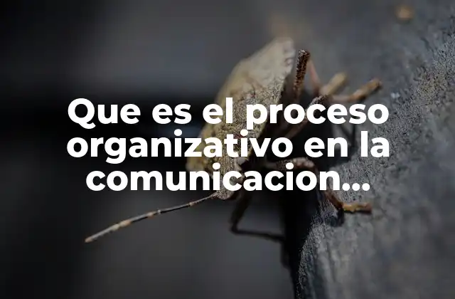 Que es el Proceso Organizativo en la Comunicacion Simbolica