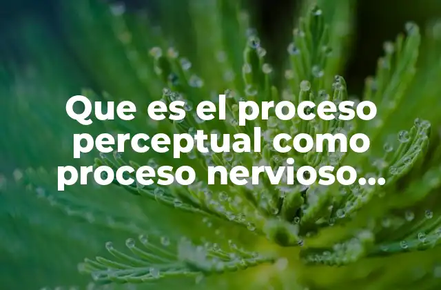 Que es el Proceso Perceptual como Proceso Nervioso Superior 2 Cómo se relaciona el proceso perceptual con la actividad cerebral