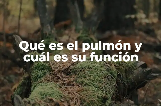 La estructura del pulmón y cómo funciona
