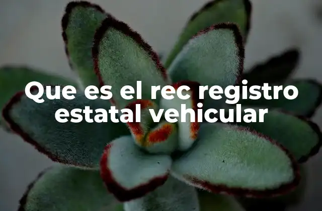 Que es el Rec Registro Estatal Vehicular