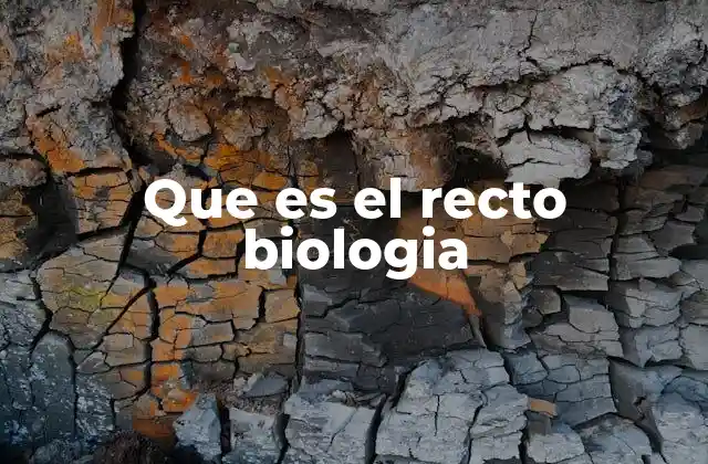 Que es el Recto Biologia