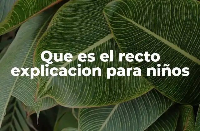 Que es el Recto Explicacion para Niños