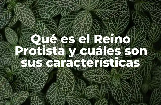 Qué es el Reino Protista y Cuáles Son Sus Características