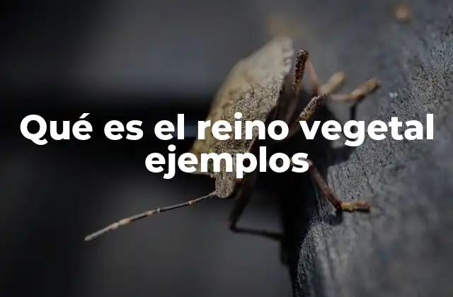 Qué es el Reino Vegetal Ejemplos