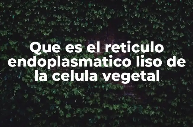 Que es el Reticulo Endoplasmatico Liso de la Celula Vegetal 2 Estructura y ubicación del retículo endoplasmático liso en células vegetales