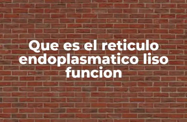 Que es el Reticulo Endoplasmatico Liso Funcion