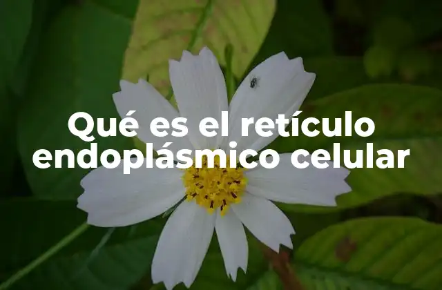 Qué es el Retículo Endoplásmico Celular