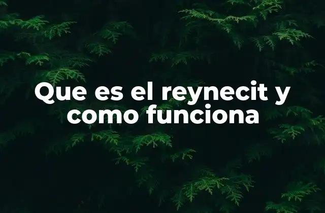 Que es el Reynecit y como Funciona