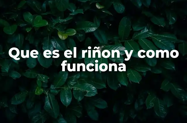 Que es el Riñon y como Funciona