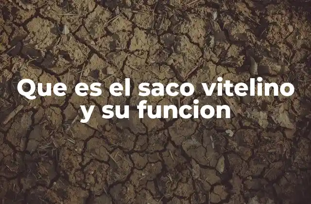 Que es el Saco Vitelino y Su Funcion