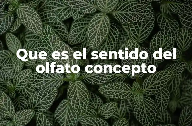 El funcionamiento del sentido del olfato en el ser humano