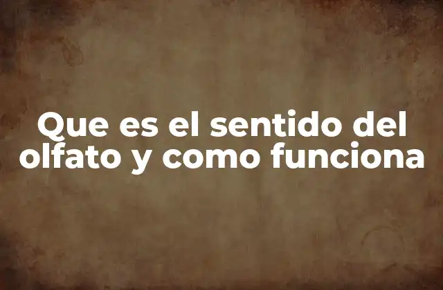 El sistema olfativo y su papel en la percepción sensorial