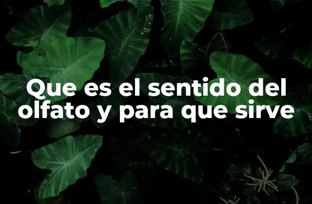 Que es el Sentido Del Olfato y para que Sirve