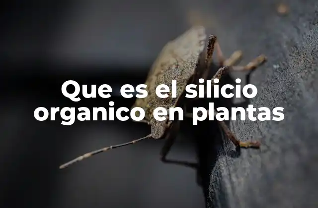 Que es el Silicio Organico en Plantas