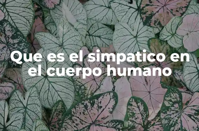 Que es el Simpatico en el Cuerpo Humano